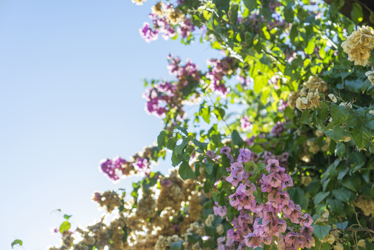 JOELIX.com | Botanical Garden in Rome #botanicalgarden #roma #ortobotanico #rome