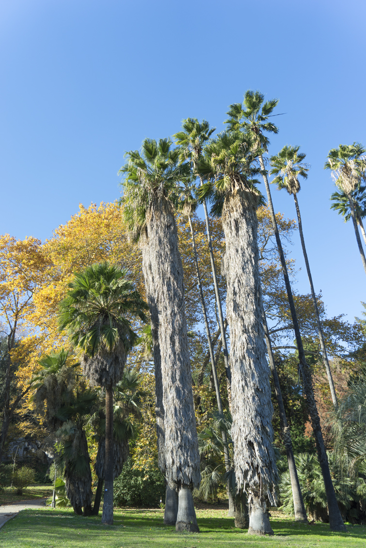 JOELIX.com | Botanical Garden in Rome #botanicalgarden #roma #ortobotanico #rome