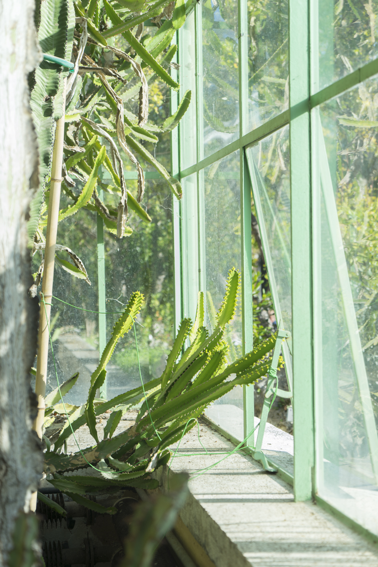 JOELIX.com | Botanical Garden in Rome #botanicalgarden #roma #ortobotanico #rome