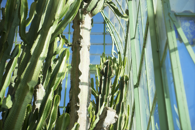 JOELIX.com | Botanical Garden in Rome #botanicalgarden #roma #ortobotanico #rome