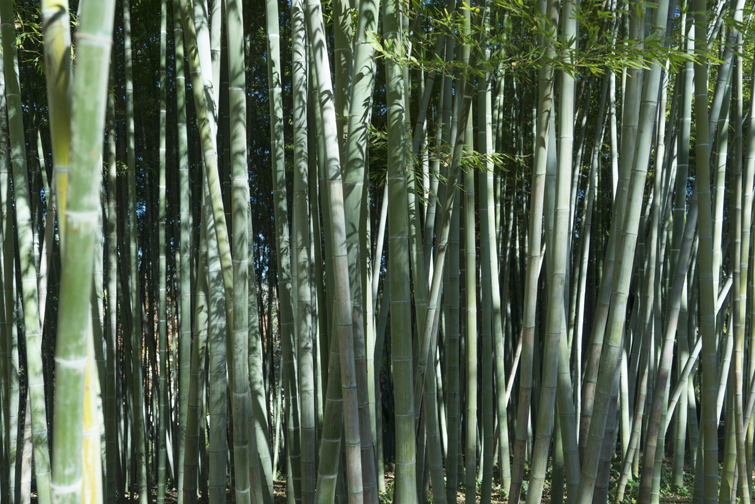 JOELIX.com | Botanical Garden in Rome #botanicalgarden #roma #ortobotanico #rome