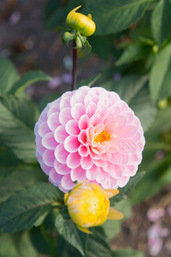 JOELIX.com | Pale pink dahlias