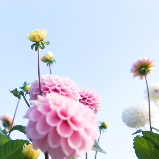 JOELIX.com | Pale pink dahlias