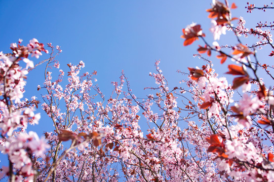 JOELIX.com | Pink blossom blue sky