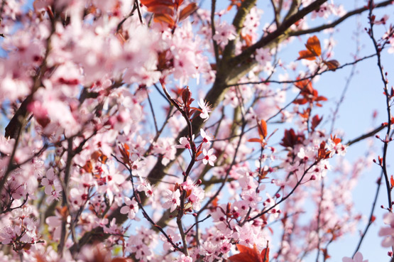 JOELIX.com | Pink blossom in France