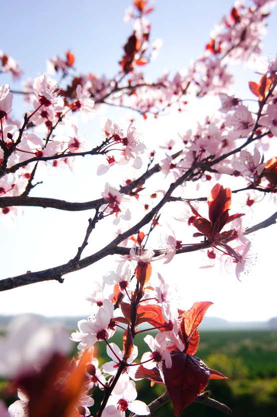 JOELIX.com | Pink blossom in France