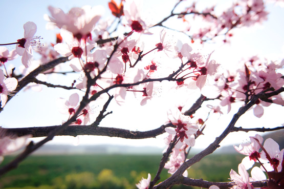 JOELIX.com | Pink blossom in France