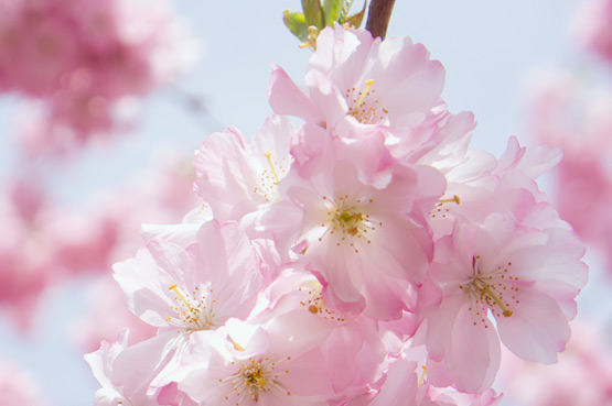JOELIX.com | Pink blossom