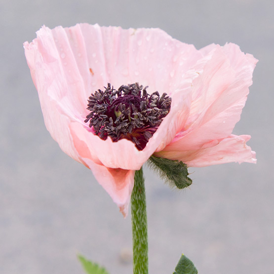 JOELIX.com | Giant pale pink Papavers