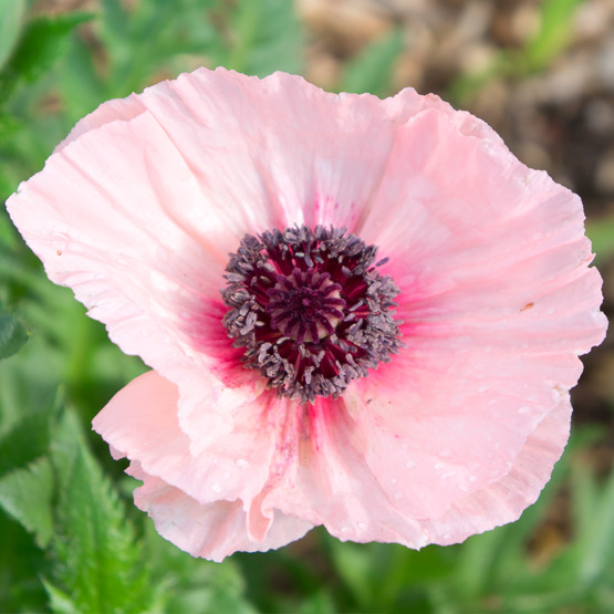 JOELIX.com | Giant pale pink Papavers