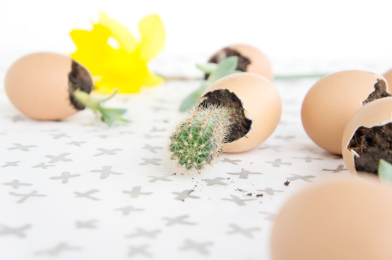 JOELIX.com | Urban Jungle Bloggers succulents in eggshells for easter