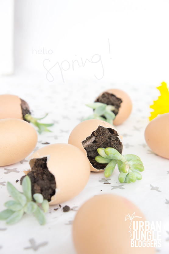 JOELIX.com | Urban Jungle Bloggers succulents in eggshells for easter