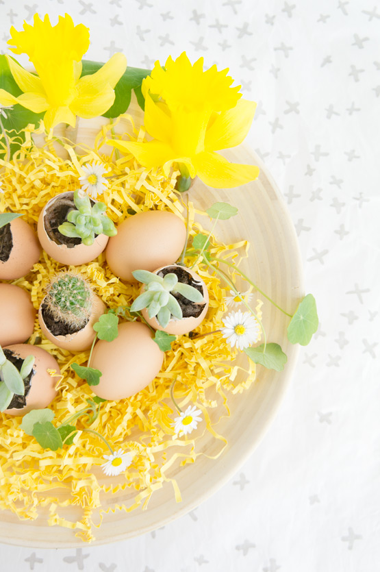 JOELIX.com | Urban Jungle Bloggers succulents in eggshells for easter