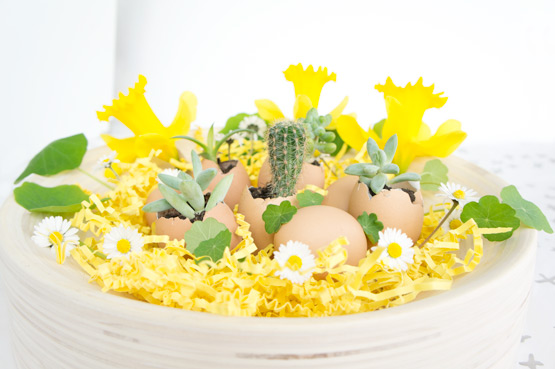 JOELIX.com | Urban Jungle Bloggers succulents in eggshells for easter