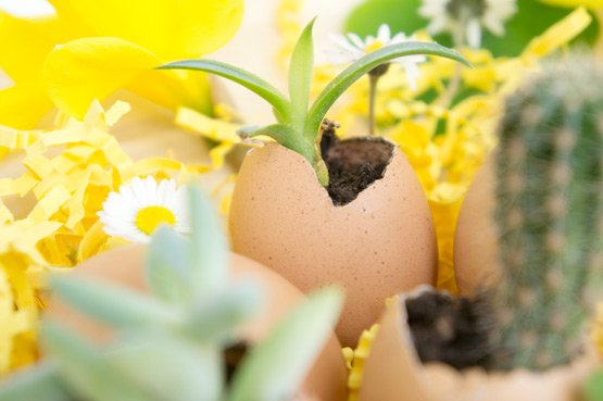 JOELIX.com | Urban Jungle Bloggers succulents in eggshells for easter