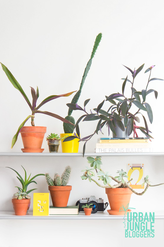 JOELIX.com | Urban Jungle Bloggers Plantshelfie