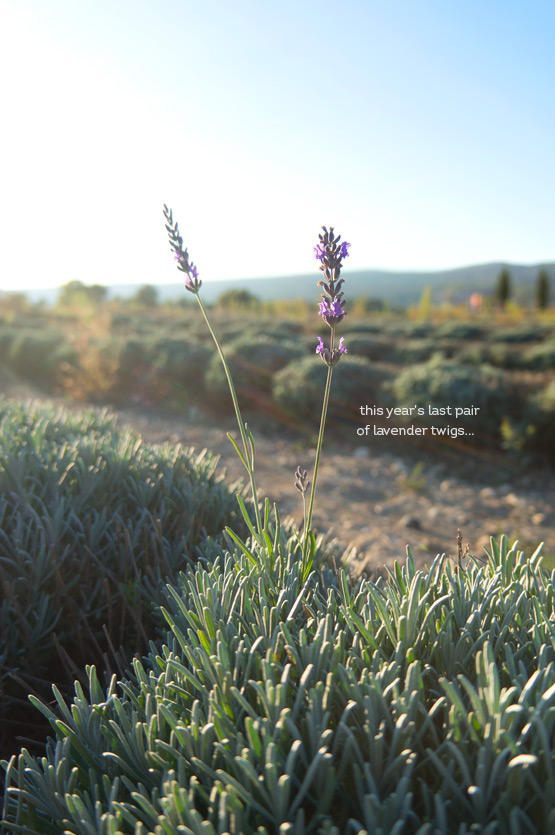 JOELIX.com - Lavender fields in Provence