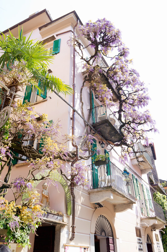 JOELIX.com | Purple wisteria in Italy