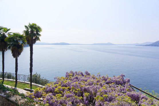 JOELIX.com | Purple wisteria at the Lago Maggiore in Italy