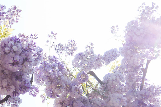 JOELIX.com | Purple wisteria in Italy