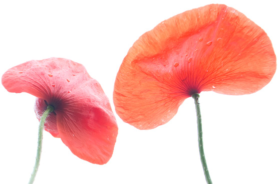 JOELIX.com | Red poppies and a true love story