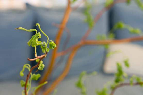 JOELIX.com | Spring at Merci Paris shop green branches