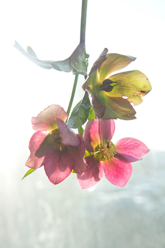 JOELIX.com | Sunbathing Hellebores flowers