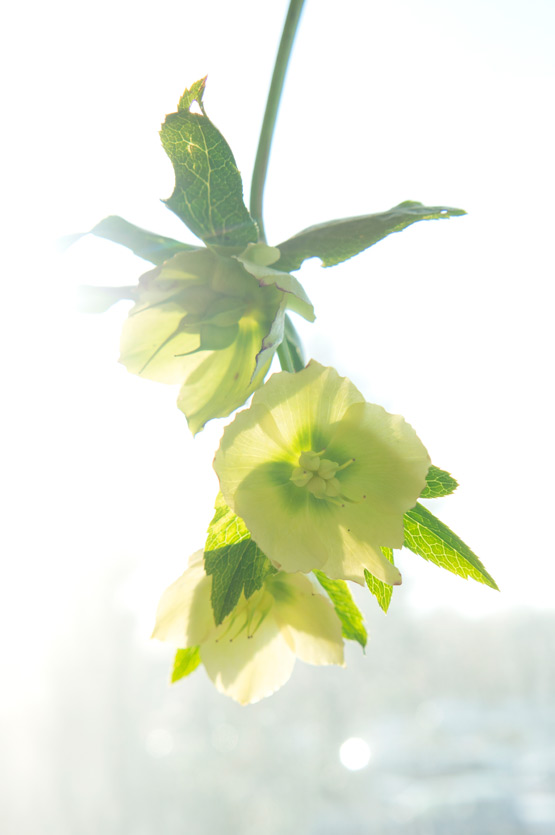 JOELIX.com | Sunbathing Hellebores flowers