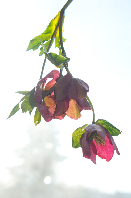 JOELIX.com | Sunbathing Hellebores flowers