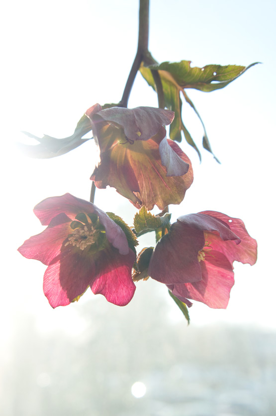 JOELIX.com | Sunbathing Hellebores flowers