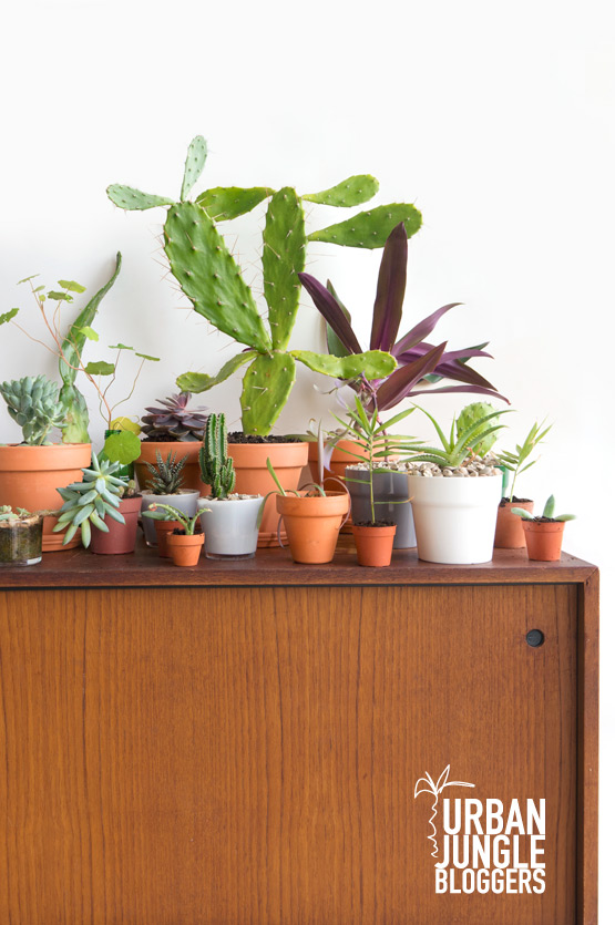 JOELIX.com | Urban Junge Bloggers 1 plant / 3 stylings #urbanjunglebloggers #urbanjungle #botanical #terracotta