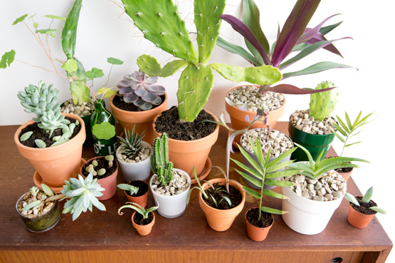 JOELIX.com | Urban Junge Bloggers 1 plant / 3 stylings #urbanjunglebloggers #urbanjungle #botanical #terracotta