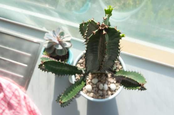 JOELIX.com | Urban Jungle Bloggers #euphorbia #cactus