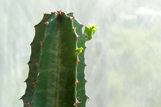 JOELIX.com | Urban Jungle Bloggers #euphorbia #cactus