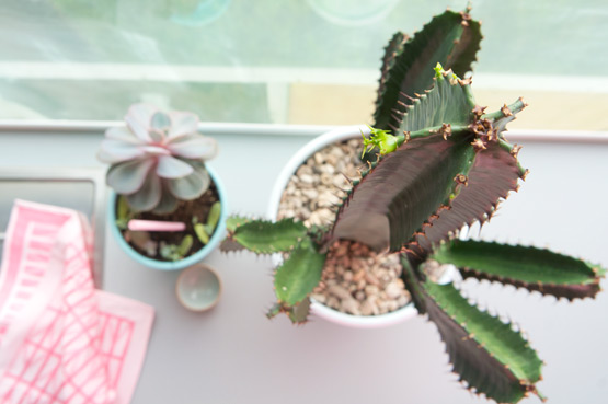 JOELIX.com | Urban Jungle Bloggers #euphorbia #cactus