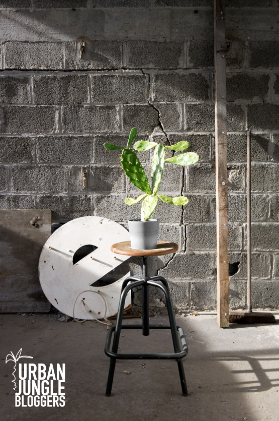 JOELIX.com | Urban Junge Bloggers 1 plant / 3 stylings #urbanjunglebloggers #urbanjungle #industrial