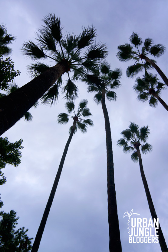 JOELIX.com Urban Jungle Bloggers #palmtrees #howto