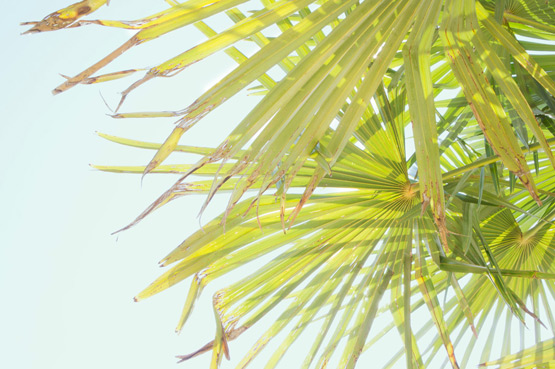 JOELIX.com Urban Jungle Bloggers #palmtrees #howto