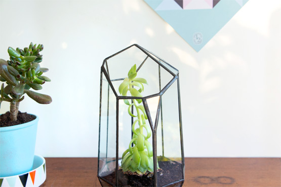 JOELIX.com | Urban Jungles glass terrarium + giveaway