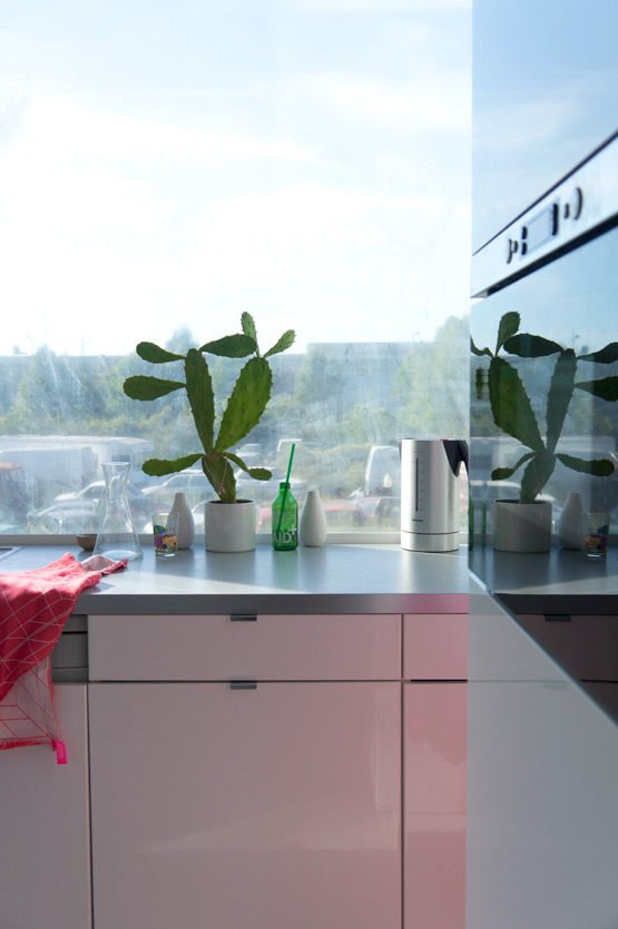 JOELIX.com | My favorite cactus in our kitchen