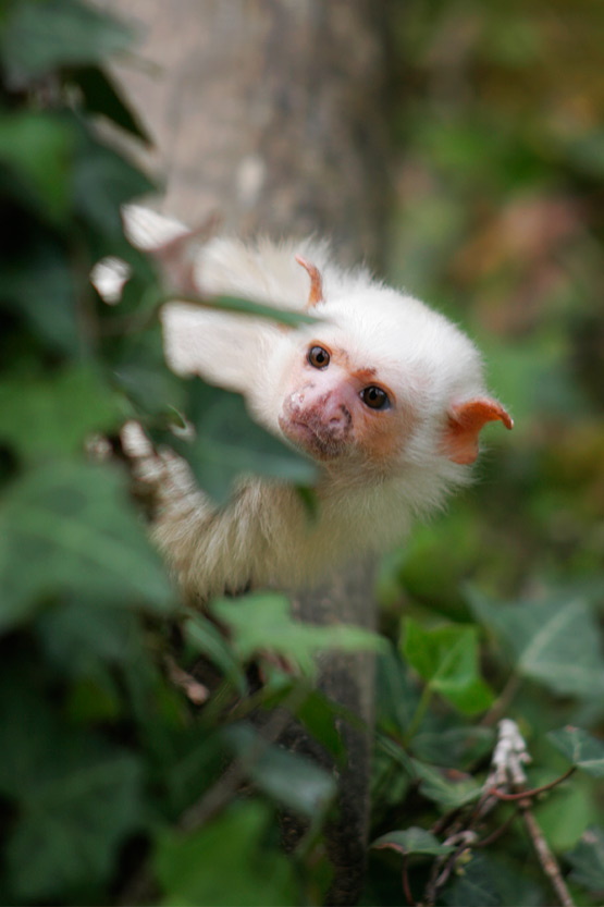 JOELIX.com | La Vallée des Singes - Silvery marmoset monkey