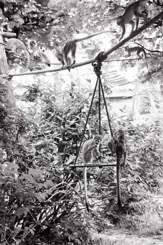 JOELIX.com | La Vallée des Singes - feeding Squirrel monkeys