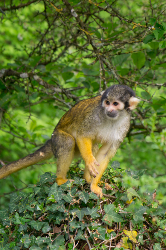 JOELIX.com | La Vallée des Singes - Mr Nilsson