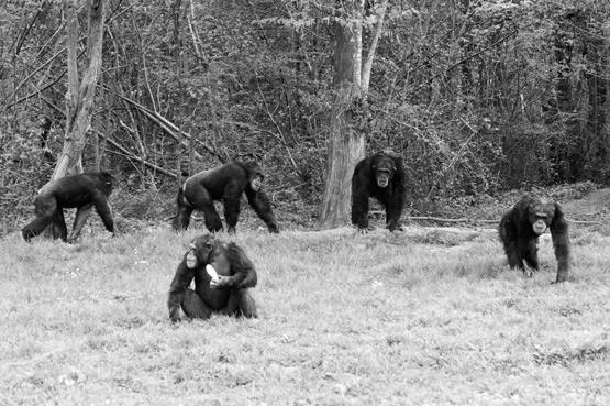 JOELIX.com | La Vallée des Singes - Chimpanzees