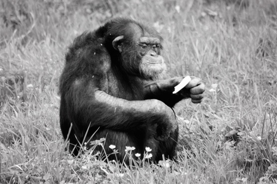 JOELIX.com | La Vallée des Singes - Chimpanzee eating endives