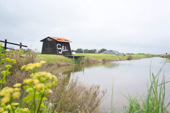 JOELIX.com | Salt in Ile de Noirmoutier France