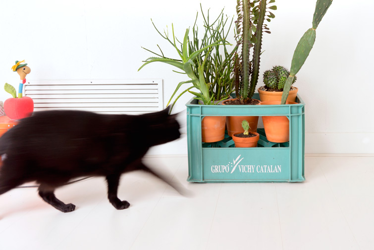 JOELIX.com | Kitchen Greens - Vichy Catalan crate