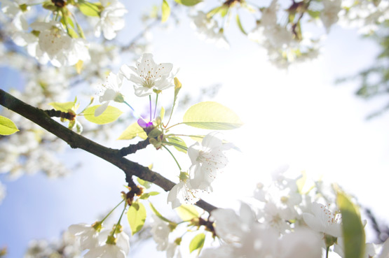 JOELIX.com | White blossom blue sky