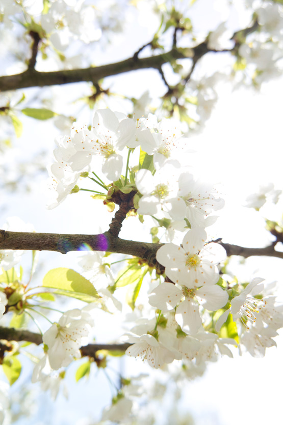 JOELIX.com | White blossom blue sky