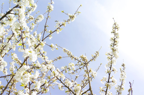 JOELIX.com | White blossom blue sky